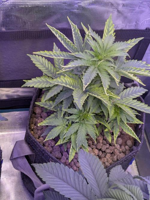 Wunderbohnen - Seeds of Anarchy. Week 4