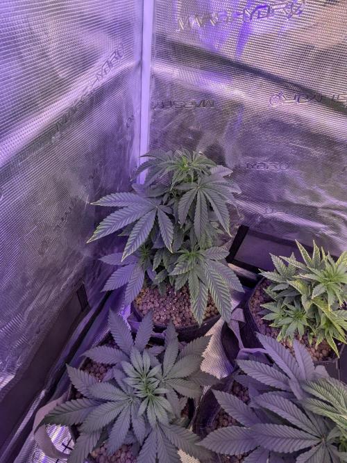 Wunderbohnen - Seeds of Anarchy. Week 4