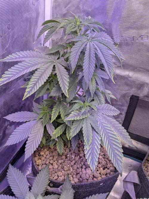 Wunderbohnen - Seeds of Anarchy. Week 4