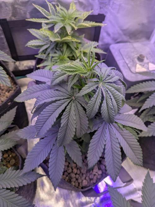 Wunderbohnen - Seeds of Anarchy. Week 4