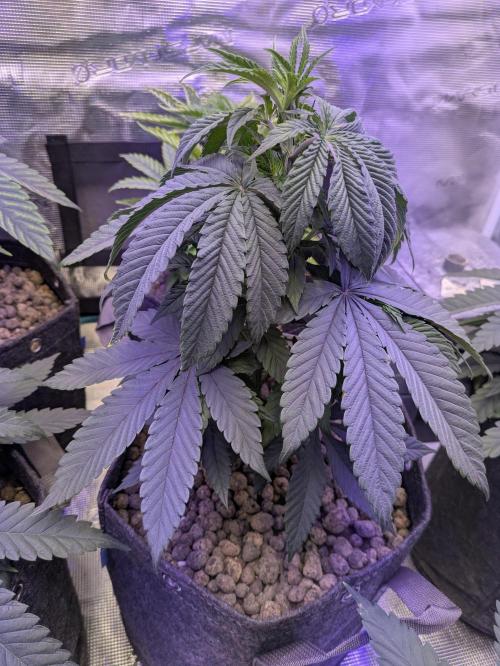 Wunderbohnen - Seeds of Anarchy. Week 4