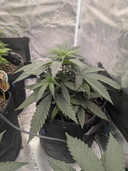 Royce Berry. Week 4