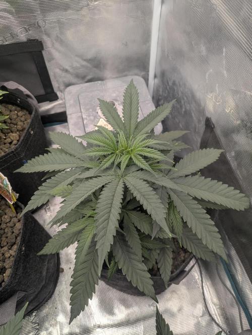 Royce Berry. Week 4