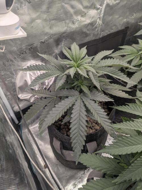 Royce Berry. Week 4