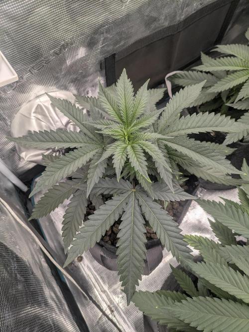 Royce Berry. Week 4