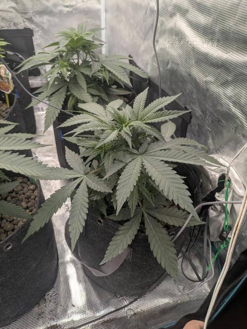 Royce Berry. Week 4