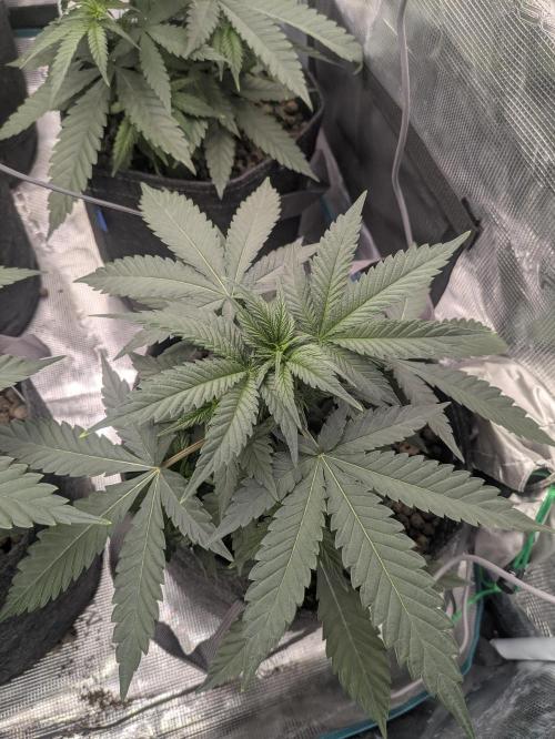 Royce Berry. Week 4