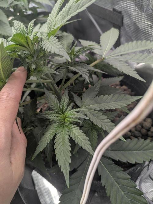 Royce Berry. Week 4