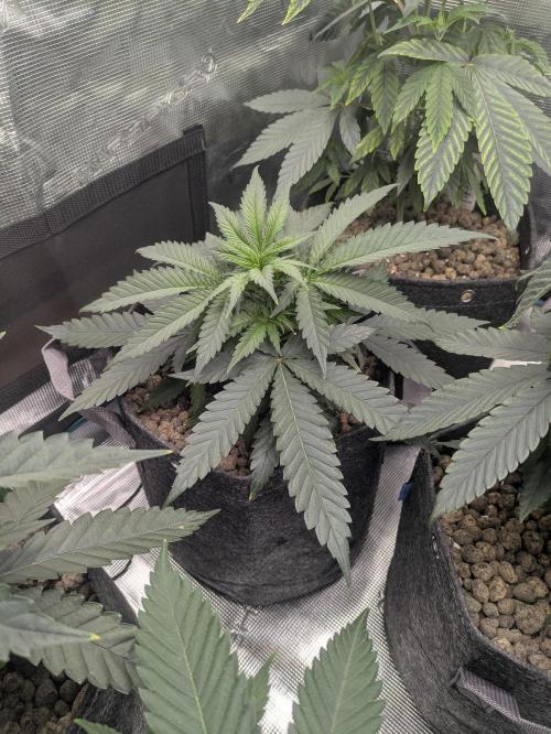 Royce Berry. Week 4