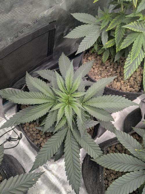 Royce Berry. Week 4