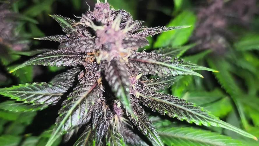 Dark Devil Auto