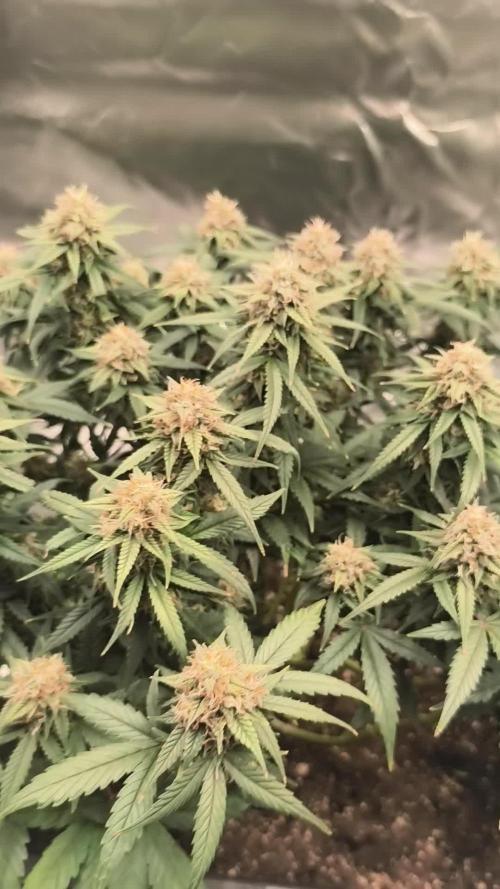 Royal Kush Auto