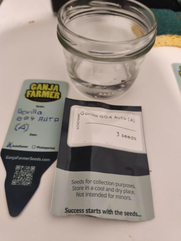 Gorilla 🦍 GG4 (A) Test. Week 0