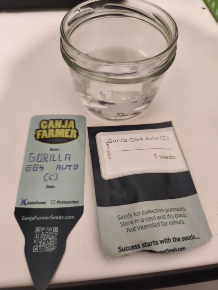 Gorilla 🦍 GG4 (C) Test. Week 0 - Lets gooo