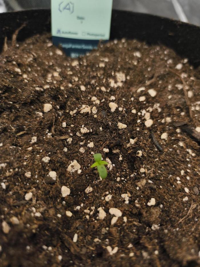 Gorilla 🦍 GG4 (A) Test. Week 1