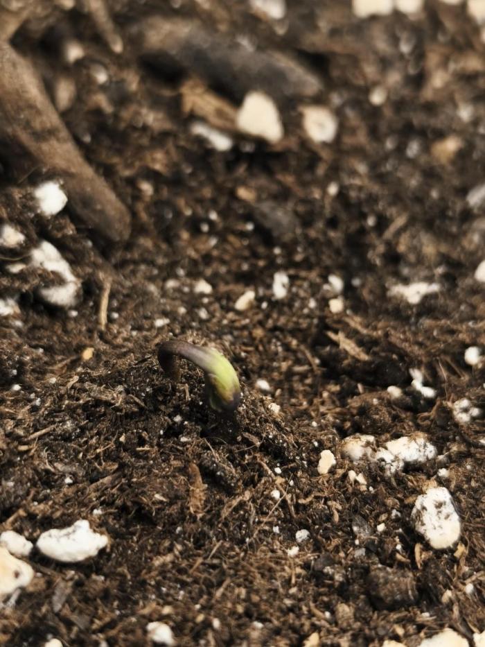 Gorilla 🦍 GG4 (C) Test. Week 1