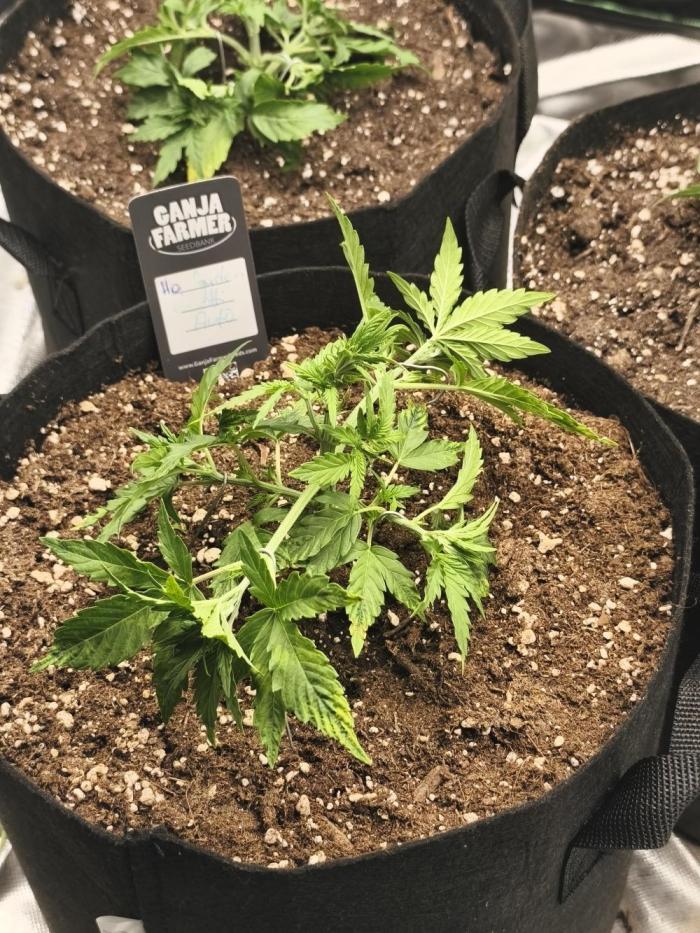 Biscotti Auto 🍭. Week 2