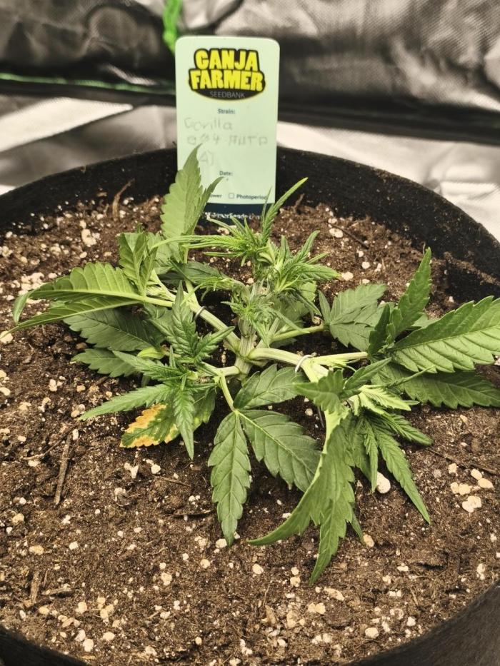 Gorilla 🦍 GG4 (A) Test. Week 3