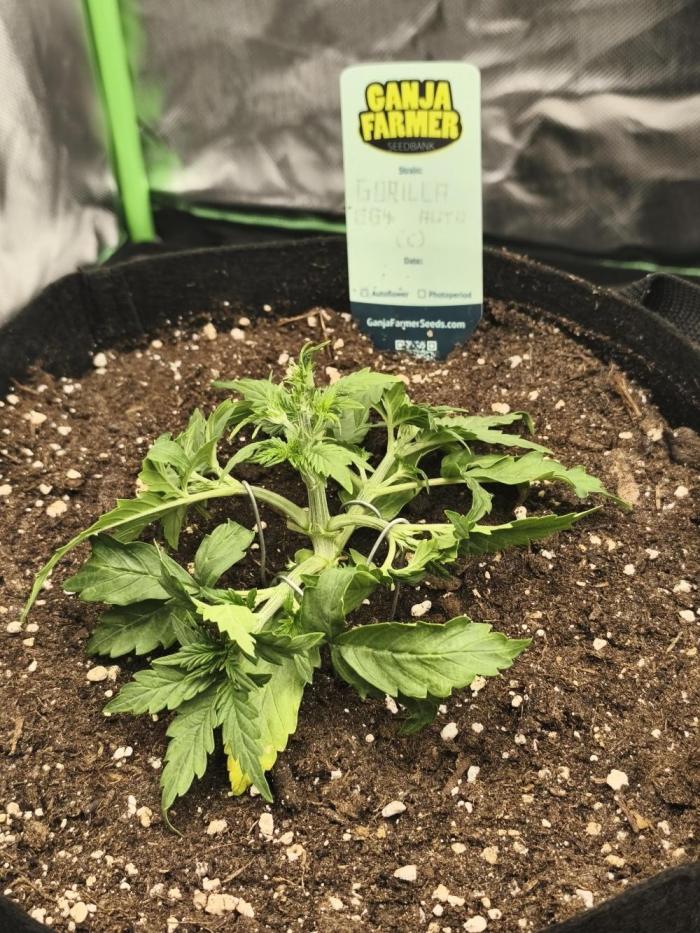 Gorilla 🦍 GG4 (C) Test. Week 3