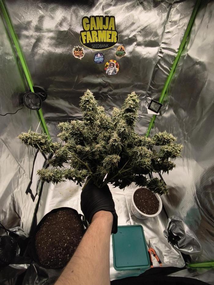 Hyperion F1. Week 12