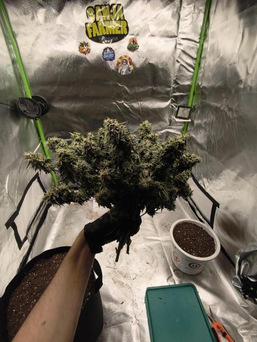 Hyperion F1. Week 13