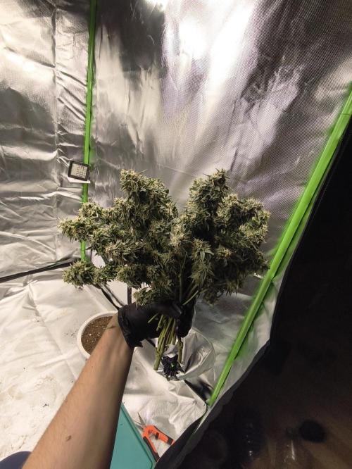 Hyperion F1. Week 13