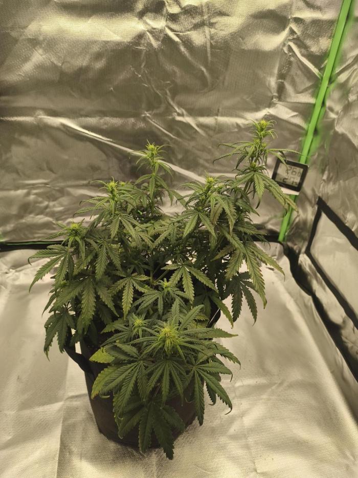 Biscotti Auto 🍭. Week 3