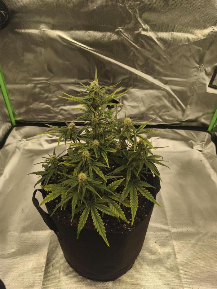 Gorilla 🦍 GG4 (A) Test. Week 4 - not going sooo god 