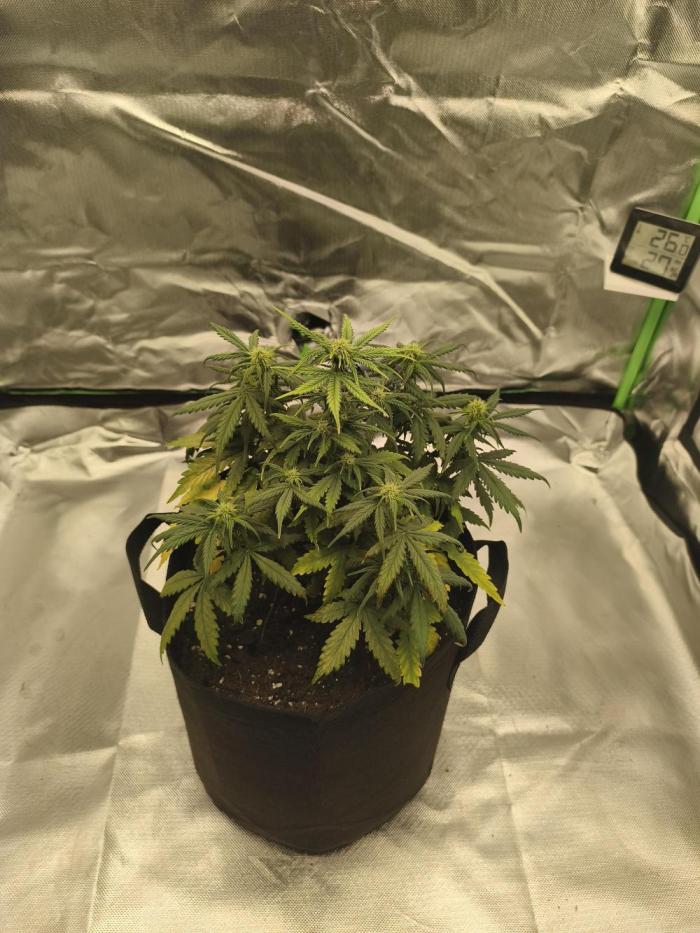 Gorilla 🦍 GG4 (C) Test. Week 4