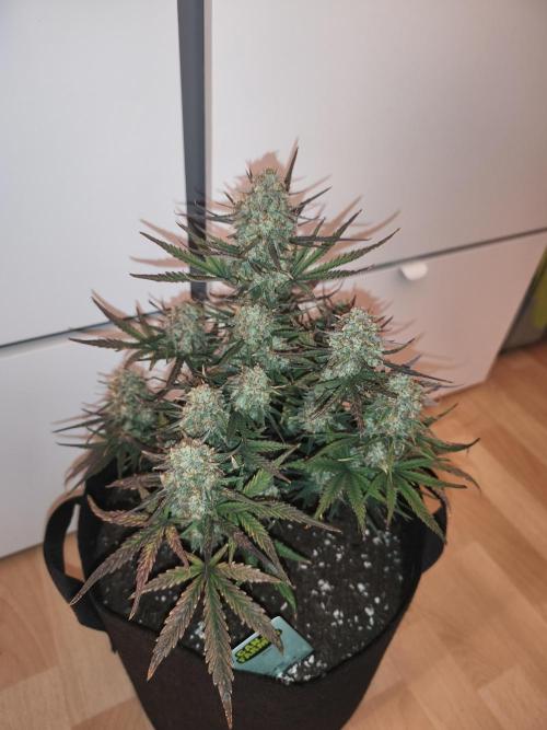 Gorilla 🦍 GG4 (A) Test. Week 11