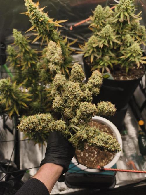 Gorilla 🦍 GG4 (A) Test. Week 11