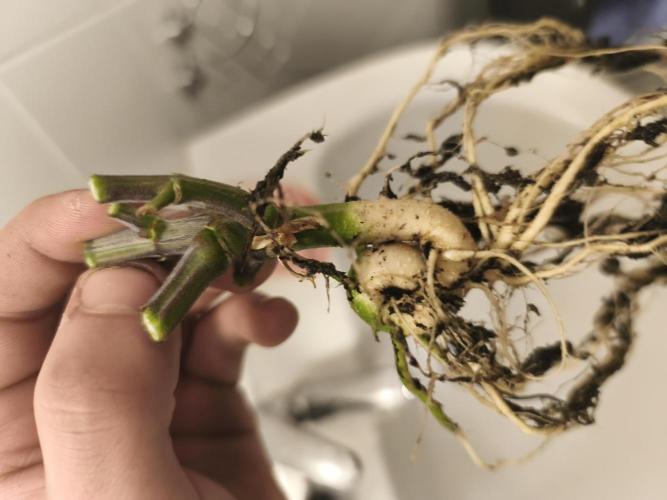 Gorilla 🦍 GG4 (A) Test. Week 11