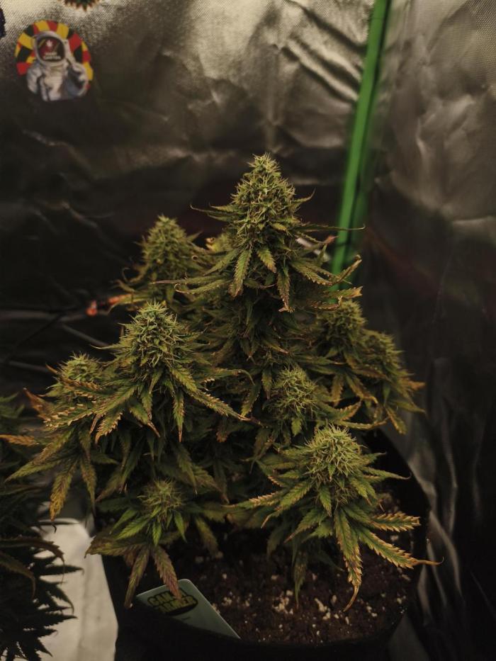 Gorilla 🦍 GG4 (C) Test. Week 11 - könnte besser laufen 