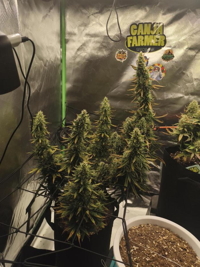 Biscotti Auto 🍭. Week 11