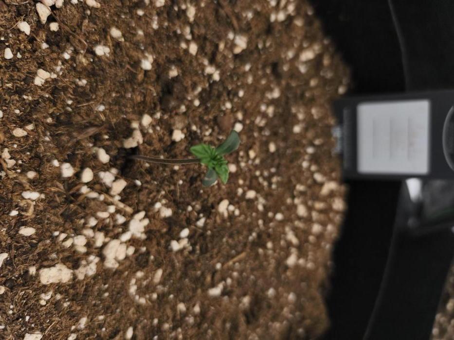 Biscotti Auto 🍭. Week 1 - Neues Plänzchen 