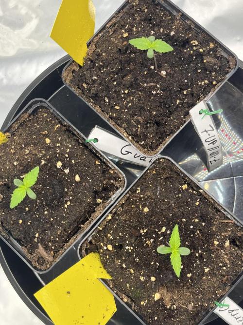 Erster Grow. Week 1 - Tag 11 