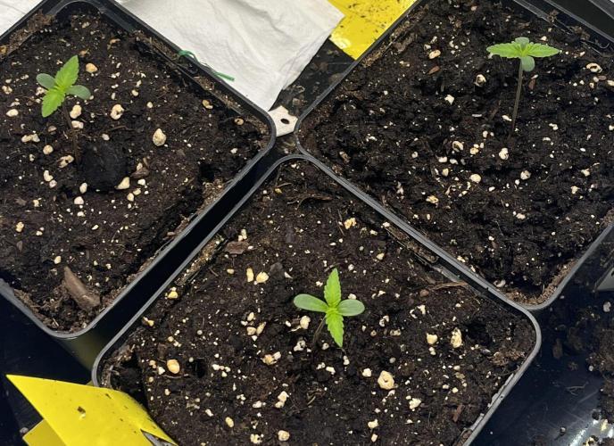 Erster Grow. Week 1 - Tag 10