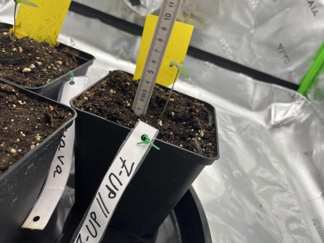 Erster Grow. Week 1 - Tag 11 Höhe 6-7cm