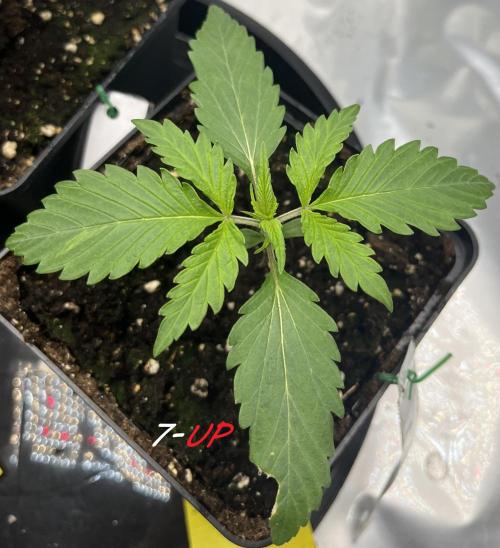 Erster Grow. Week 2 - 7-Up Day 17 