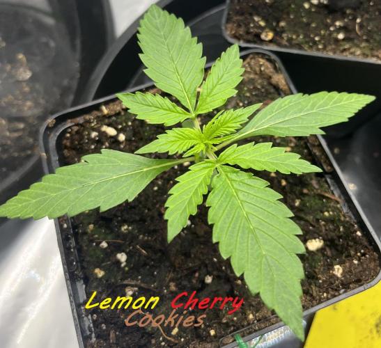 Erster Grow. Week 2 - LCC Day 17