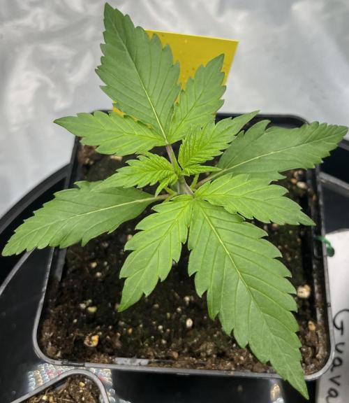 Erster Grow. Week 2 - Guava Day 17