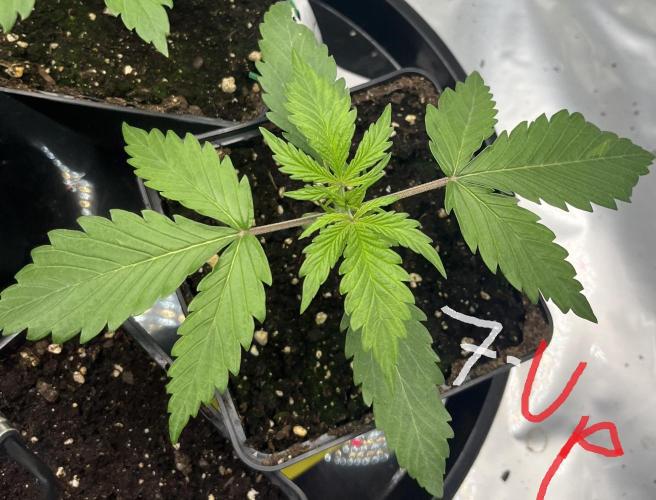 Erster Grow. Week 2 - 7-Up Day 20 