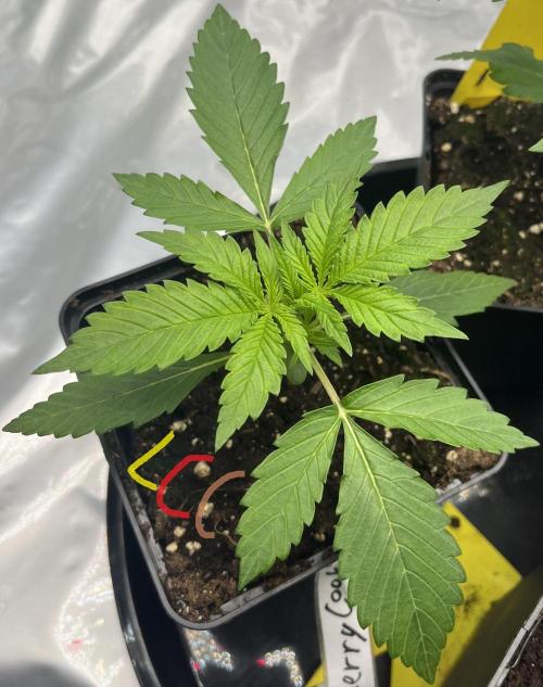 Erster Grow. Week 2 - Lemon Cherry Cookies Day 20