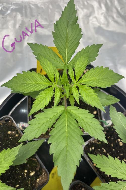 Erster Grow. Week 2 - Guava Tag 20 