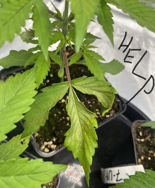 Erster Grow. Week 3 - RIP ? 