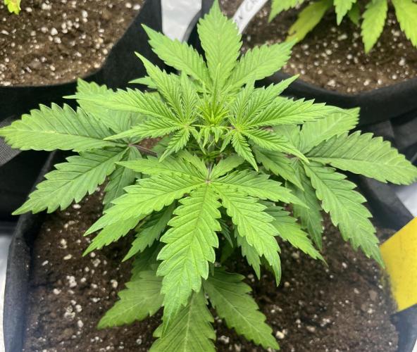 Erster Grow. Week 4 - 7- Up Start Woche 4