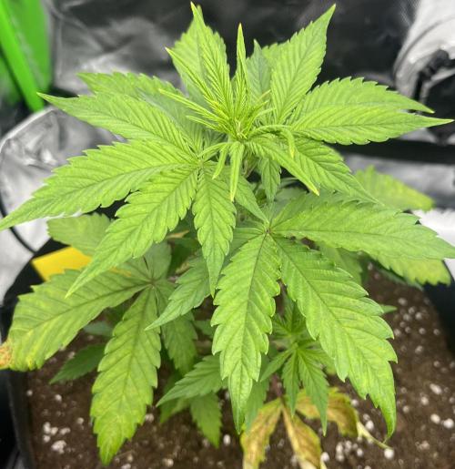 Erster Grow. Week 4 - Guava Start Woche 4