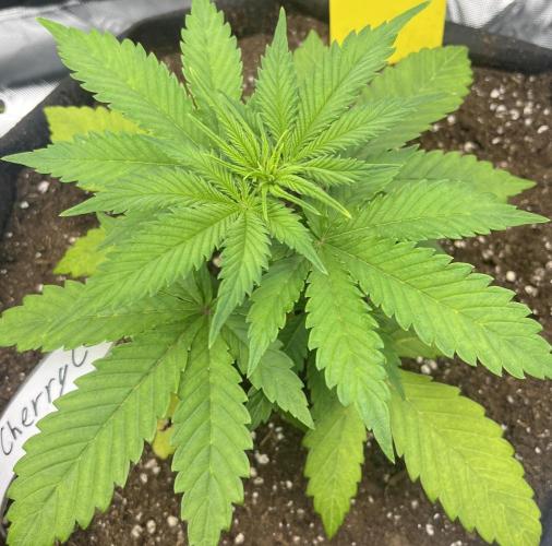 Erster Grow. Week 4 - Lemon Cherry Cookies
Start Woche 4