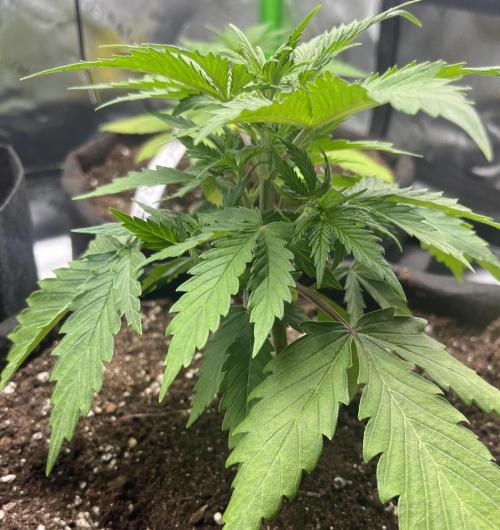 Erster Grow. Week 4 - 7-Up Start Woche 4