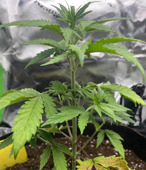 Erster Grow. Week 4 - Guava Start Woche 4